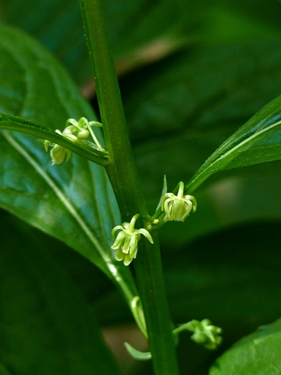 {Cubelium concolor}